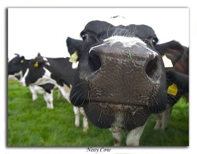 Meu Animal é 10. AS VACAS